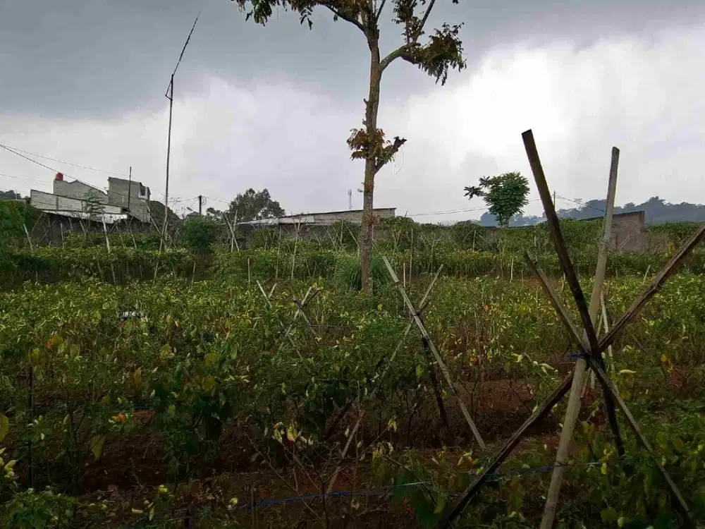 TANAH STRATEGIS 1000M2, VIEW ALAM MEGAMENDUNG