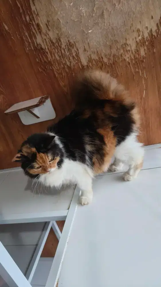 Ibah Kucing Persian Steril sama Anaknya