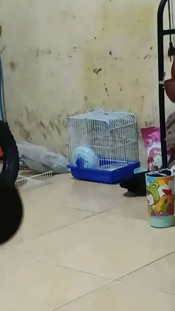 Hamster murah jkt