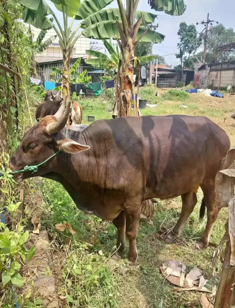 Sapi qurban sehat