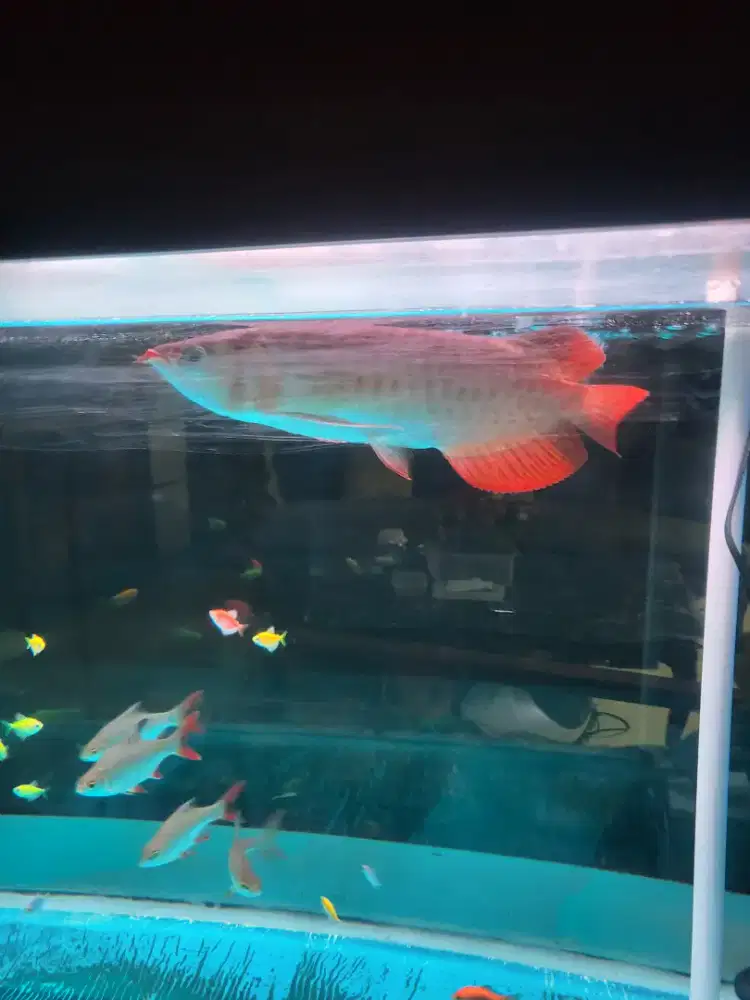 Ikan arwana super red 35 cm