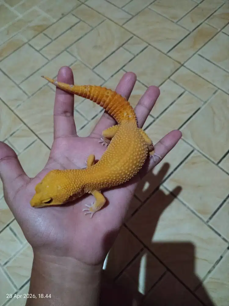 Leopart Gecko jinak