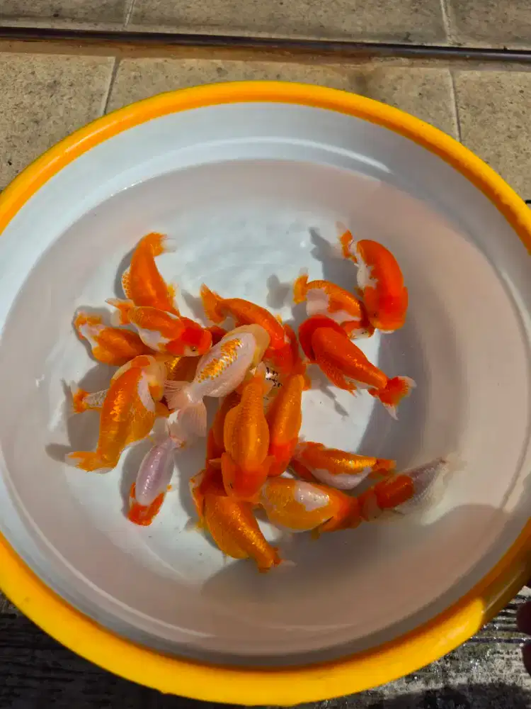 Ikan Mas Koki Ranchu Red White Size 10-12 cm