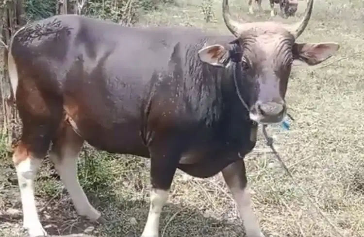 tabungan sapi qurban 250kiloan 2jt-an/bln 10x siap hewan kurban 2027