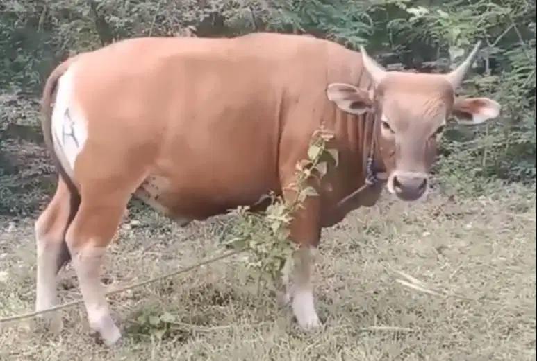 sapi kupang 250-350kilo timbang hidup siap sapi qurban terbaik 2026 ok