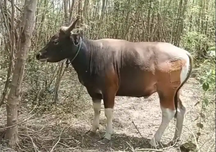 tabungan sapi qurban 250kiloan 2jt-an/bln 10x siap hewan kurban 2027
