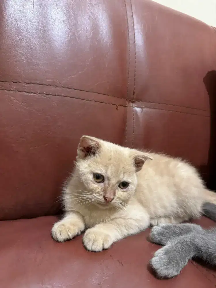 Open adopsi kucing British Shorthair