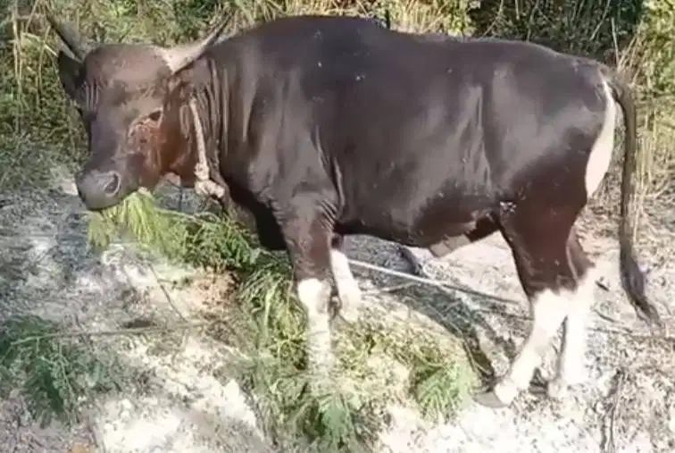sapi kupang 250-350 kiloan siap sapi qurban murmer timbang hidup puas