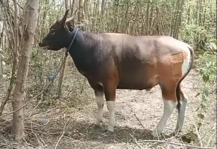 sapi kupang 250-350 kiloan siap sapi qurban murmer timbang hidup puas