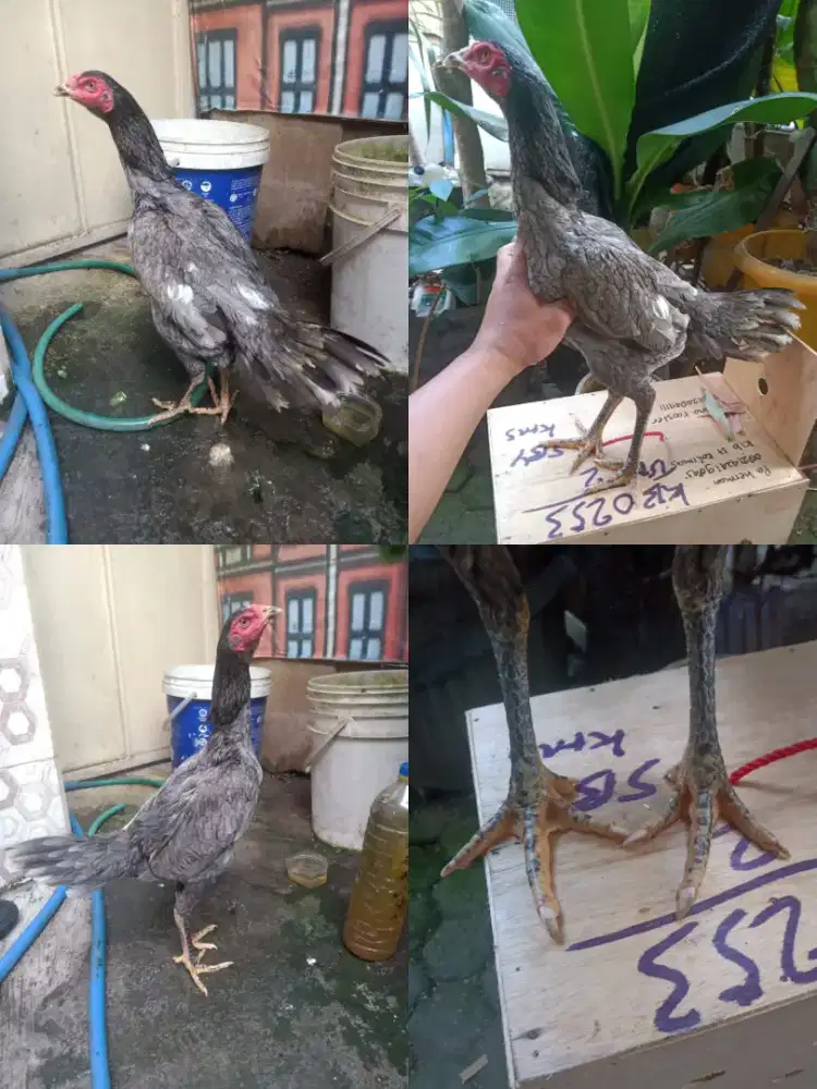 Biang koytrad semi brakot spedd