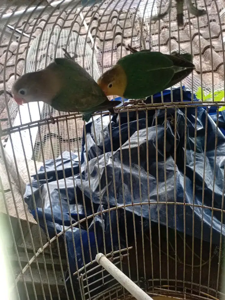 Lovebird paud PB
