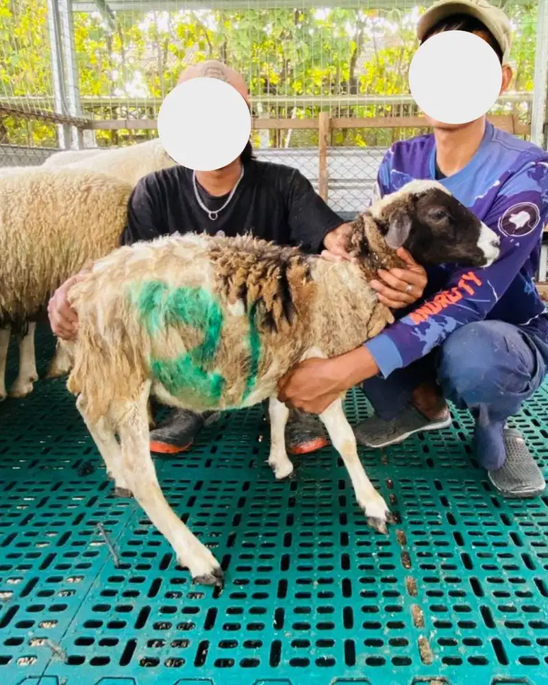 Domba Qurban Berkualitas Harga Mulai 1,5 Jt Free Ongkir Lamongan