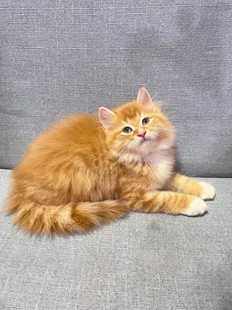 kucing kitten persia anggora ragdoll himalaya mainecoon munchkin