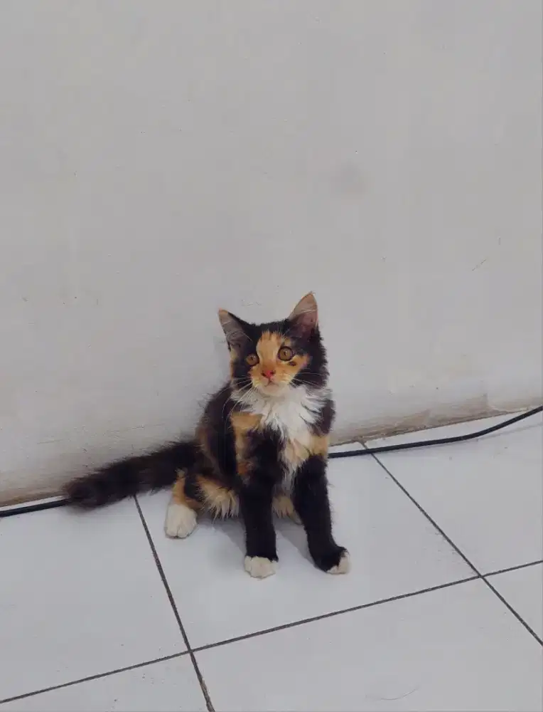 Kucing Persia Calico Ita Purnamasari