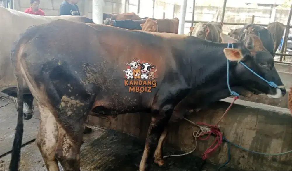 Sapi Qurban bobot 300kg
