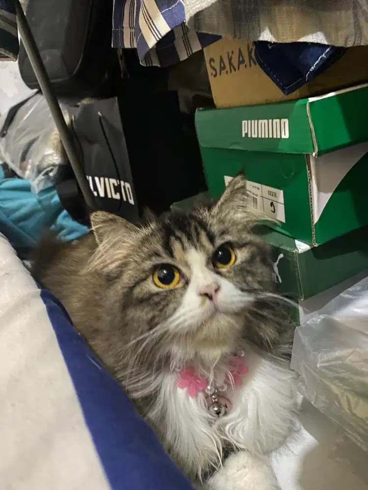 Kucing Persia medium