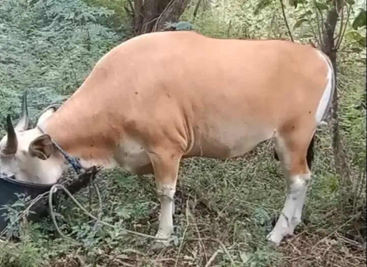 sapi kupang 250-350 kiloan siap hewan kurban murmer timbang hidup riil
