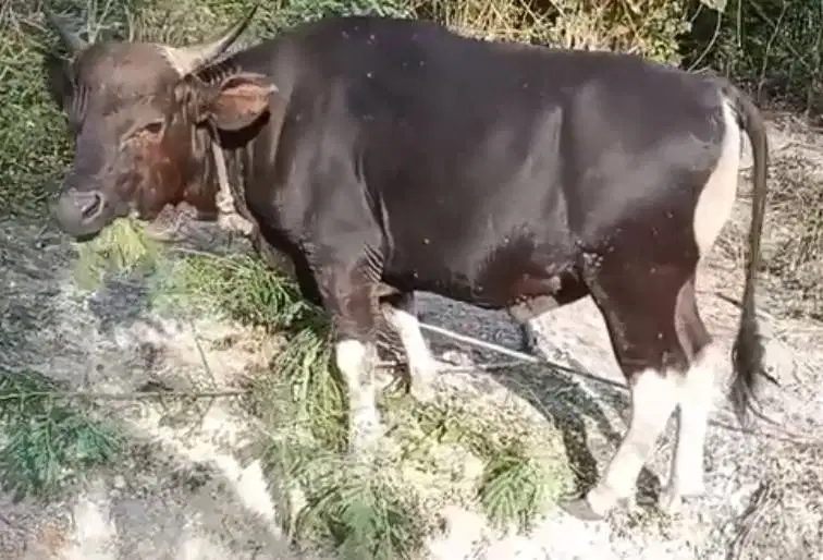 tabungan sapi qurban 250kiloan 2jt-an/bln 10x siap hewan kurban 2027