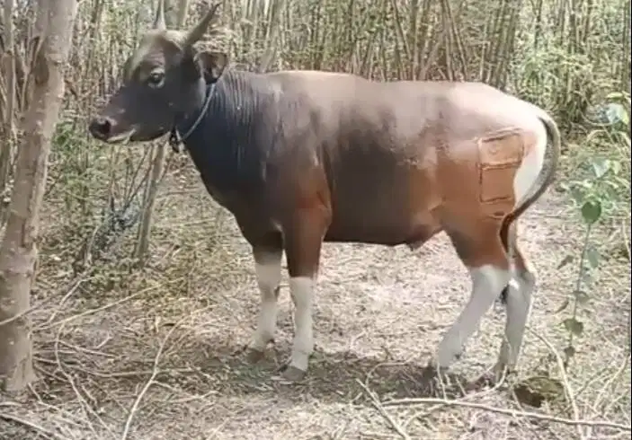 sapi kupang 250-350 kiloan siap hewan kurban murmer timbang hidup riil