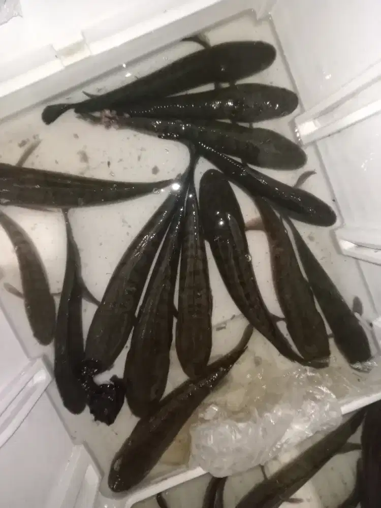 Gabus,haruan,kutuk,pancingan