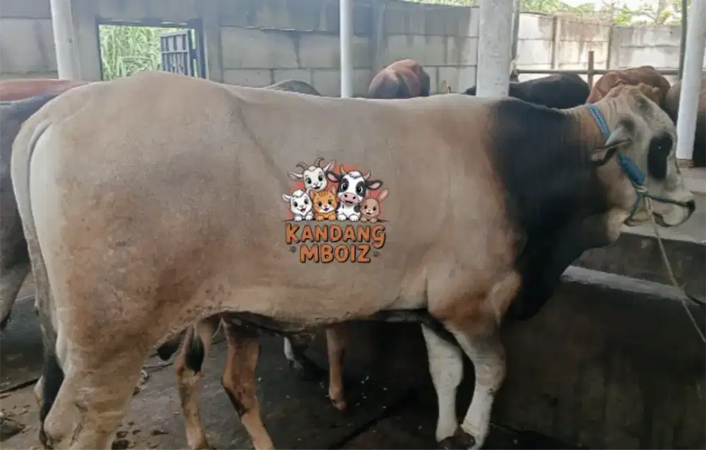 Sapi Qurban bobot 425kg