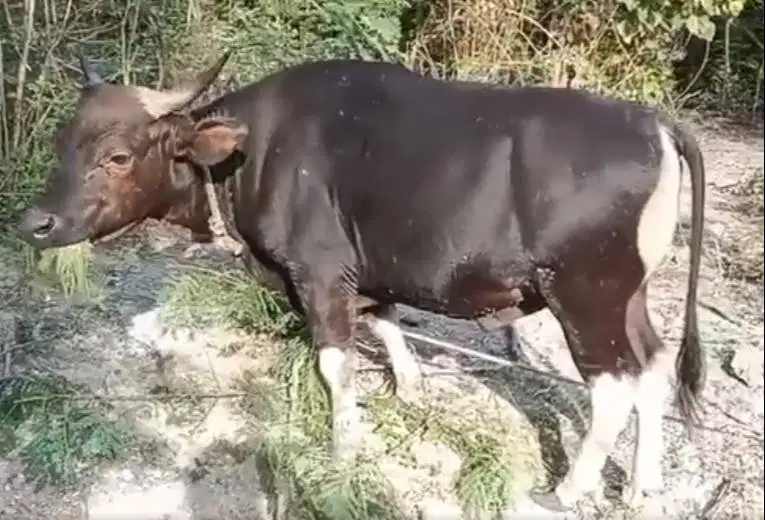 sapi kupang 250-350kiloan siap sapi qurban 2026 timbang hidup riil top