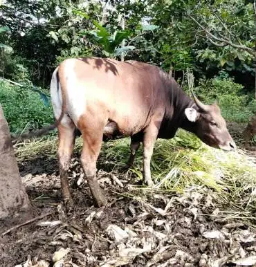 Tabungan sapi qurban 2027 ras sapi bali 250kiloan 2jt-an/bln 10x puas