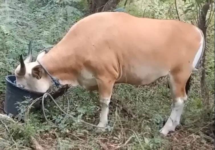 Tabungan sapi qurban 2027 ras sapi bali 250kiloan 2jt-an/bln 10x puas
