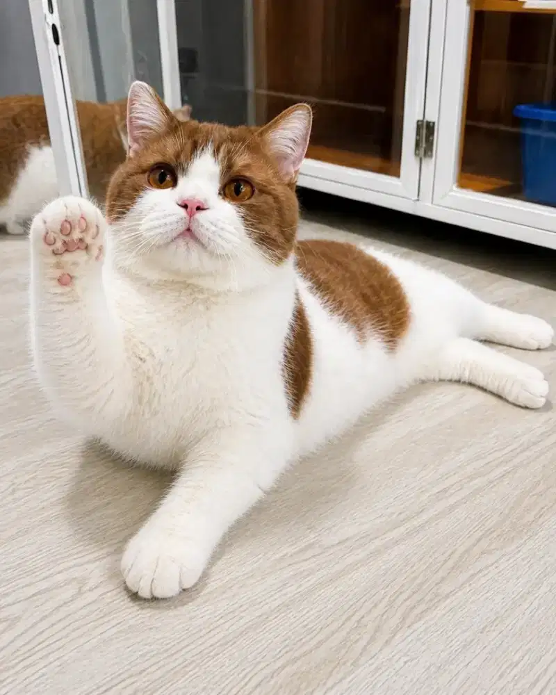 British shorthair bicolor cinamon