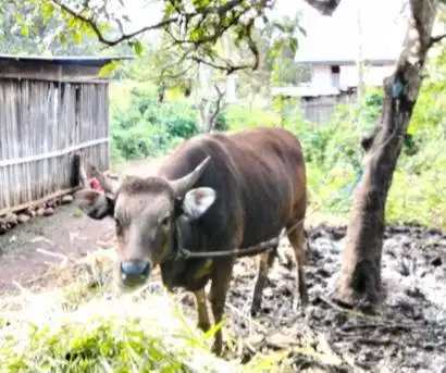 sapi kupang 250-350 kiloan siap sapi qurban murmer timbang hidup riil
