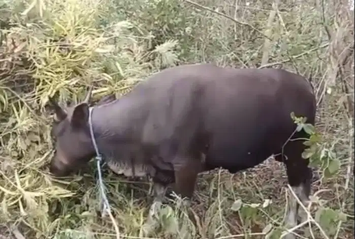 sapi kupang 250-350 kiloan siap sapi qurban murmer timbang hidup riil