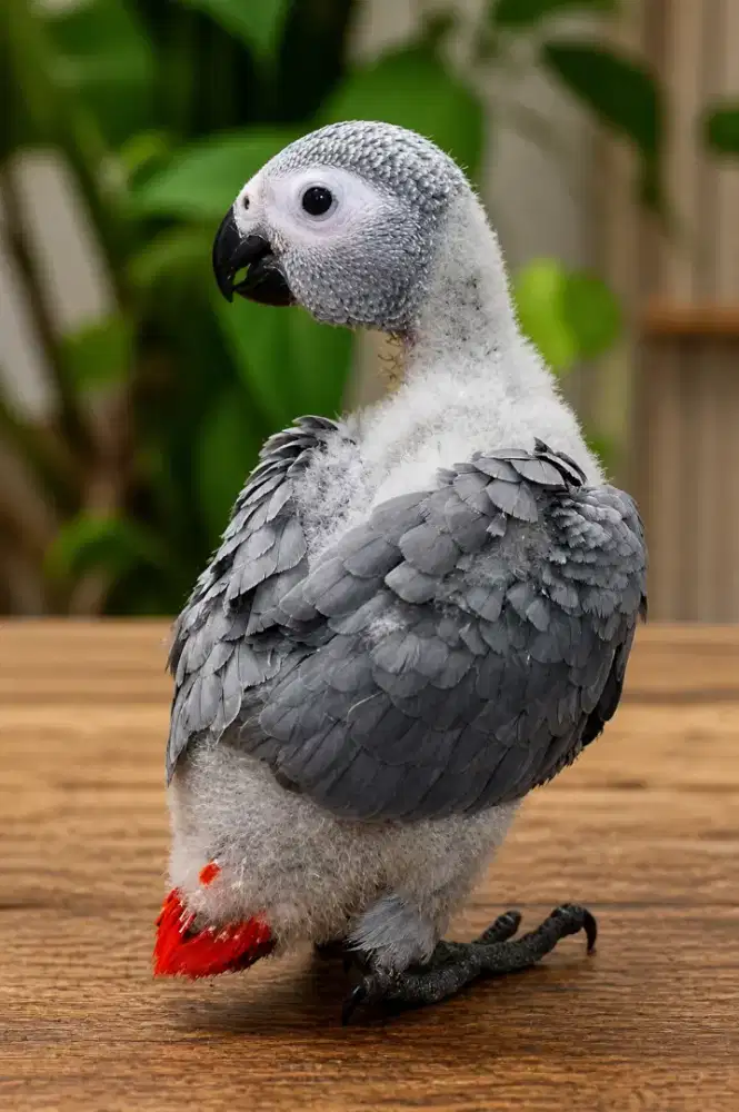 Baby African Grey Parrot Mulus