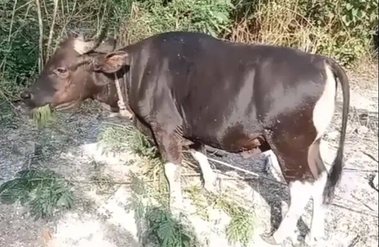 sapi kupang 250-350 kiloan siap sapi kurban 2026 timbang riil manteb