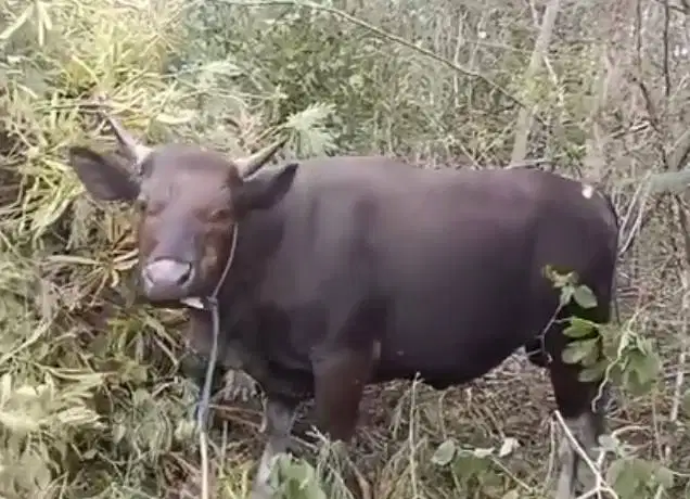 sapi kupang 250-350 kiloan siap sapi kurban 2026 timbang riil manteb