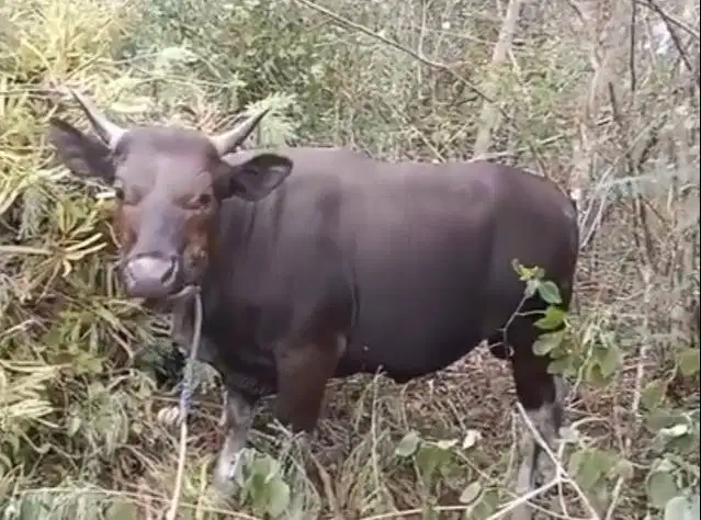 sapi kupang 250-350 kiloan siap sapi qurban 2026 timbang hidup riil ok