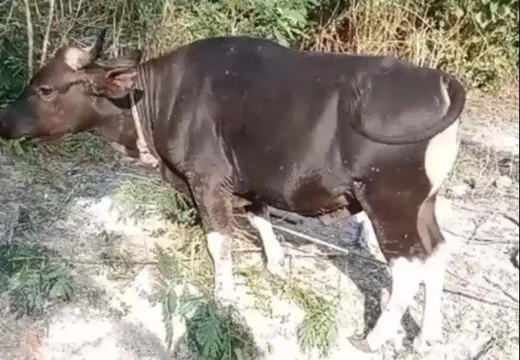 tabungan sapi bali qurban 2027 bobot 250kiloan 2jt-an/bln 10x jamin ok
