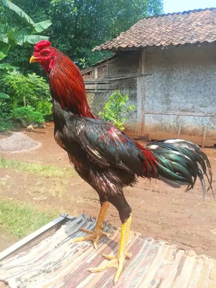 Ayam jago Bangkok selatan
