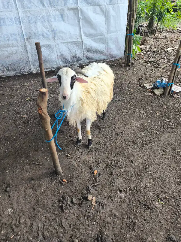 Kambing Qurban Ekonomis 1447H/2026