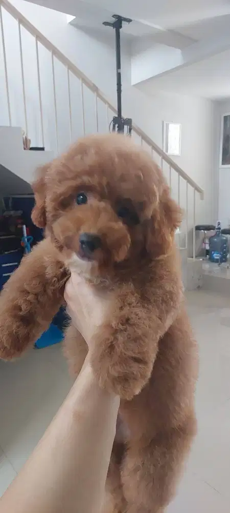 Dijual puppy toy poodle usia 3 bulan, microchip stb + vaksin
