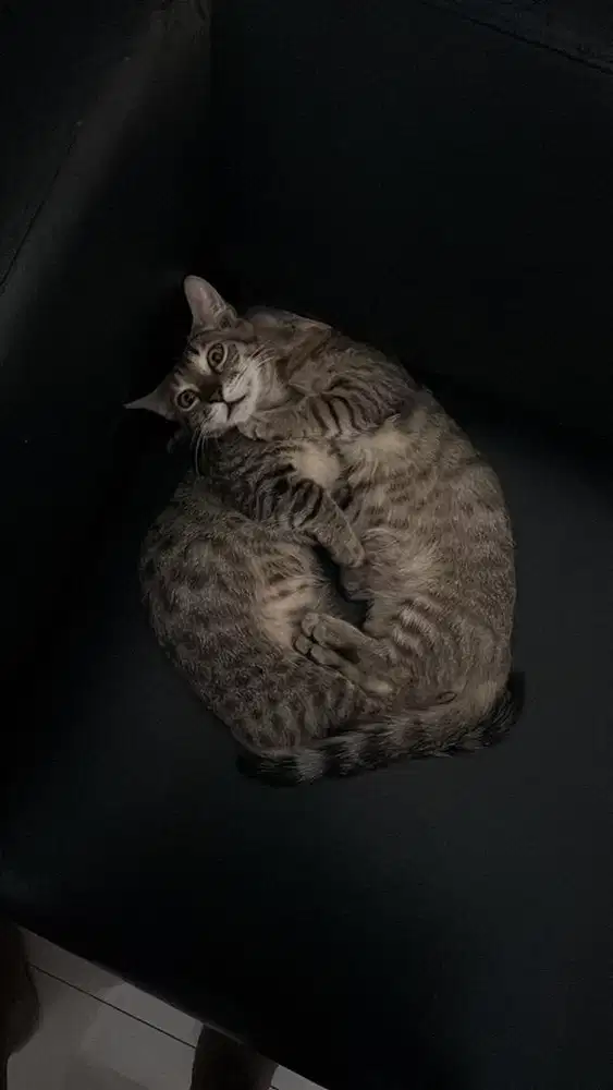 Open Adopt Geneta Jantan 7 Bulan