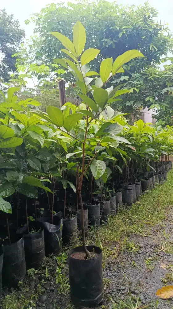 POHON BUAH RAMBUTAN BINJAI. SUDAH HASIL OKULASI.DIJAMIN CEPAT BERBUNGA
