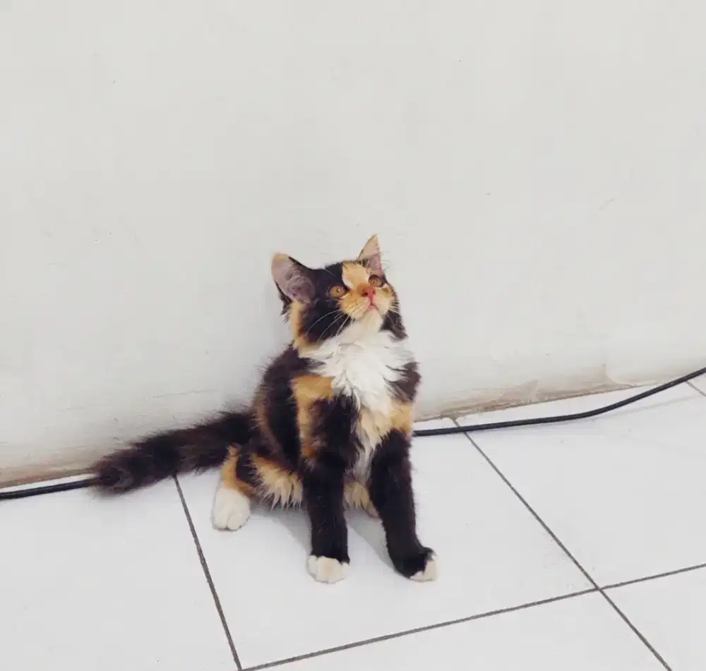 Kucing Persia Calico bulu kapas