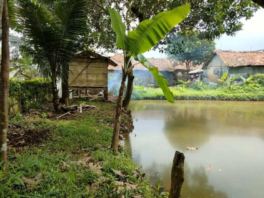 Tanah kolam ikan pohon durian
