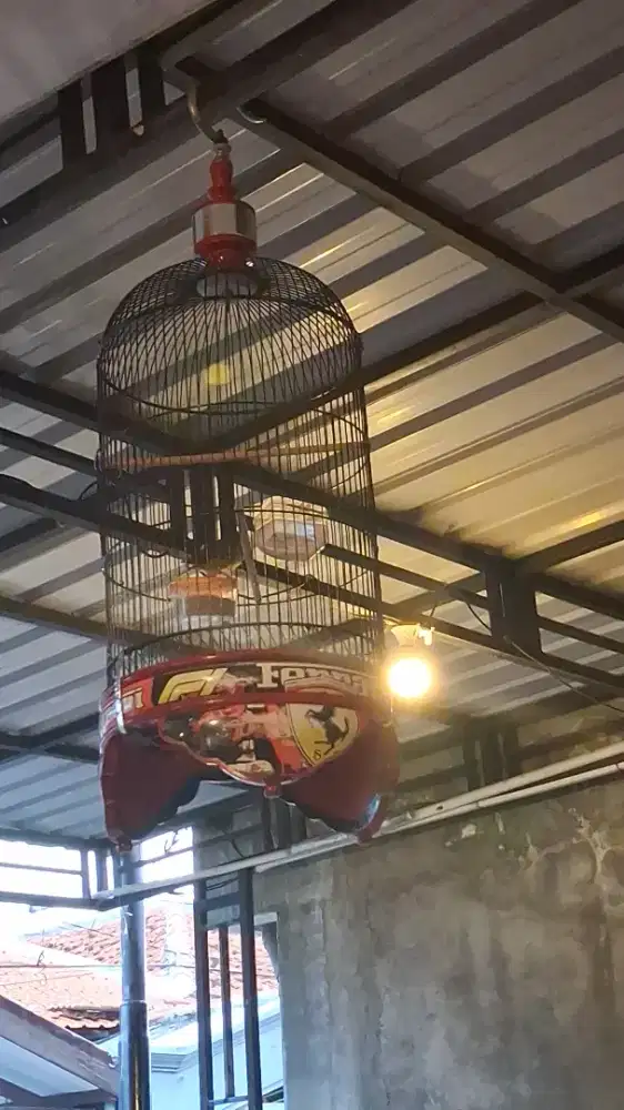 Jual cepat 2 burung kenari full set