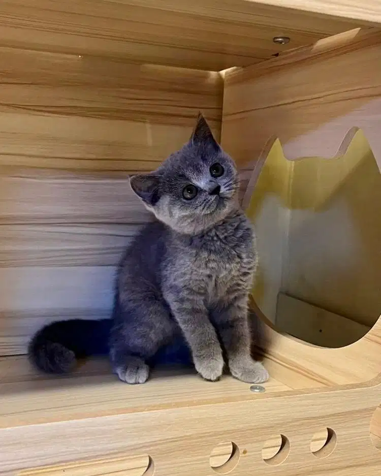Kucing British Shorthair