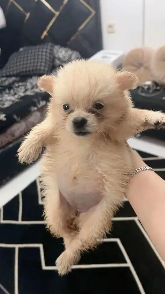 Anakan Pom 1bulan