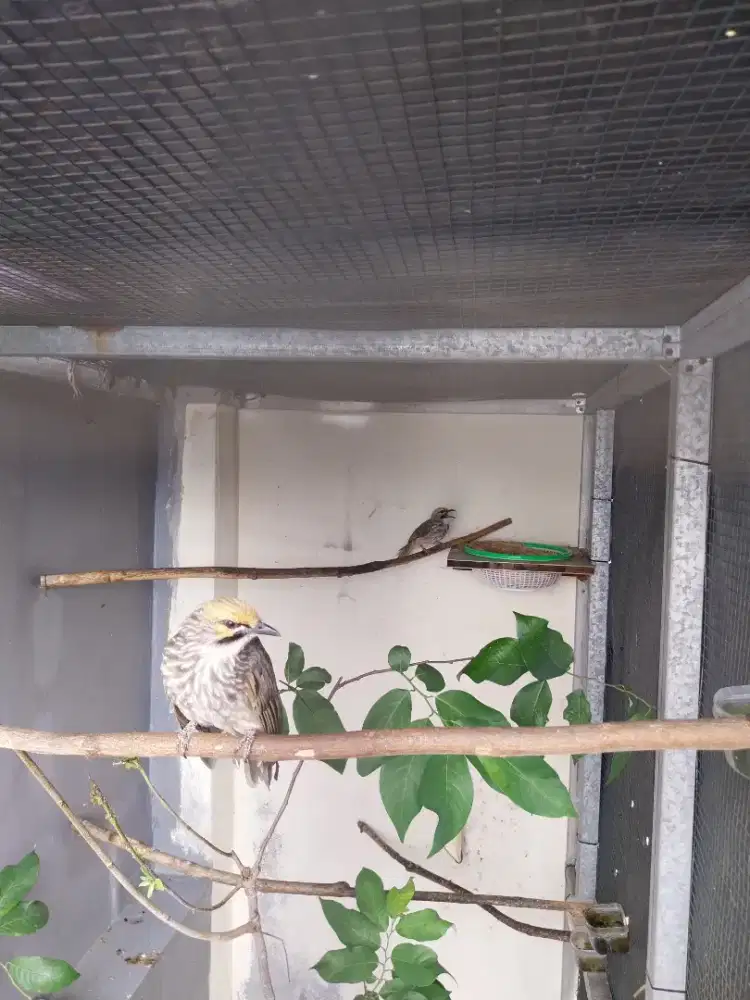 Cucak rawa / cucak rowo