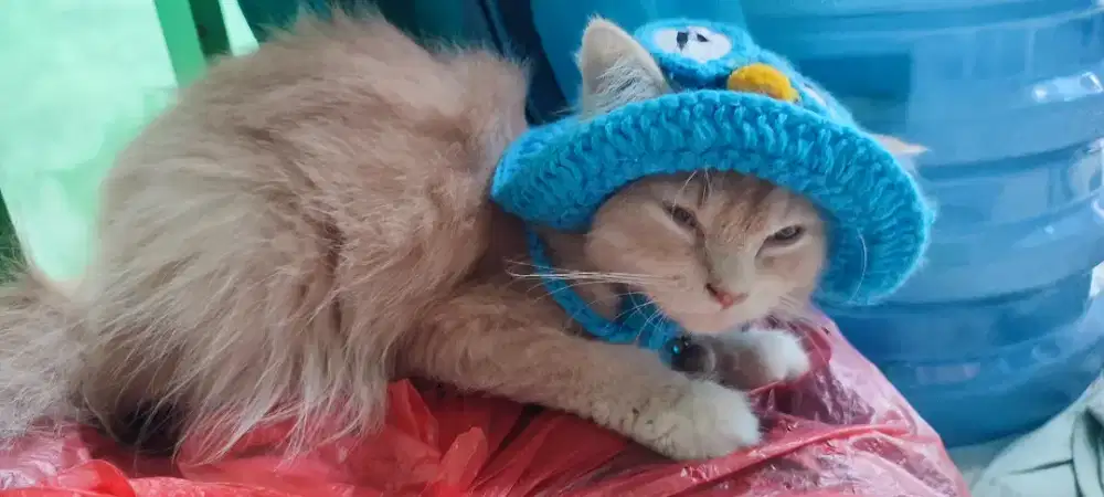 Kucing Persian  betina