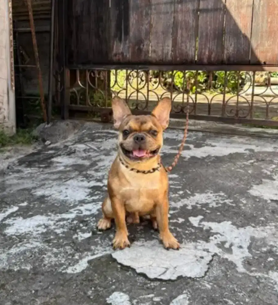 French bulldog/ frenchie jantan exotic color