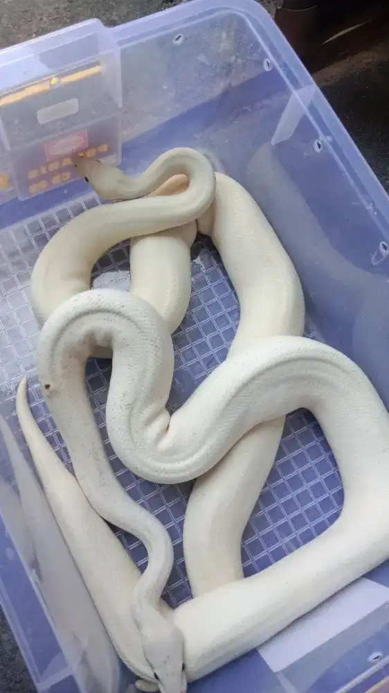 Hewan Reptile BP